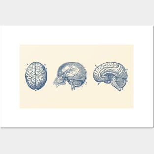 Brain Diagram - Three Views - Vintage Anatomy Posters and Art